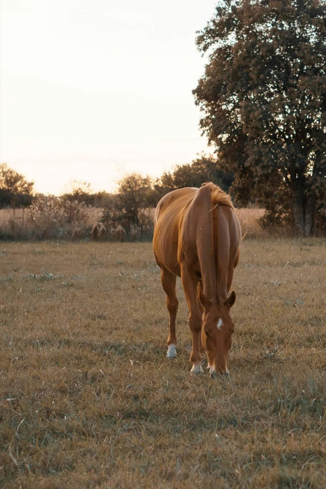 Oaklawn community