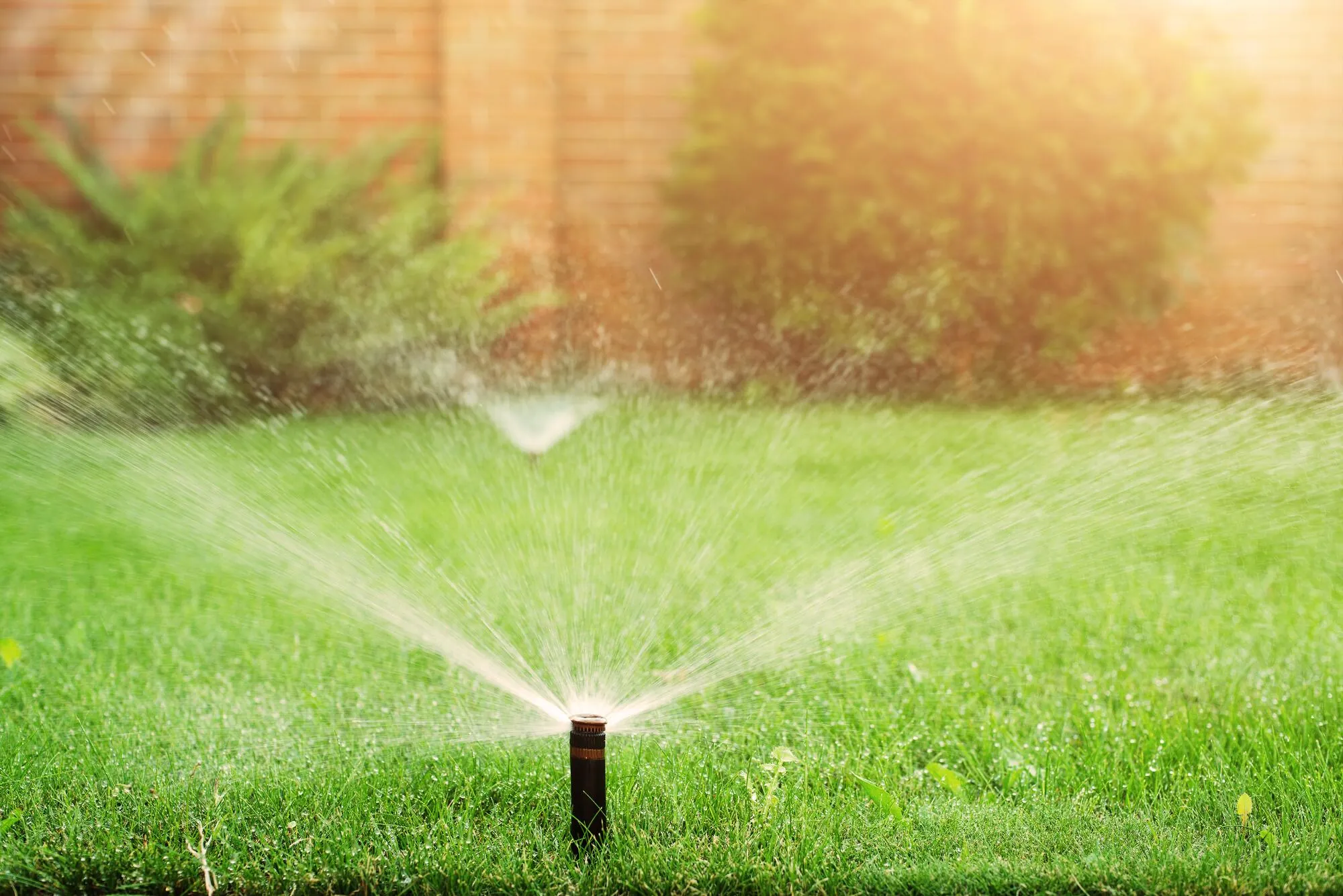 Tips for Reducing Water Waste in Your Garden and Yard this Summer