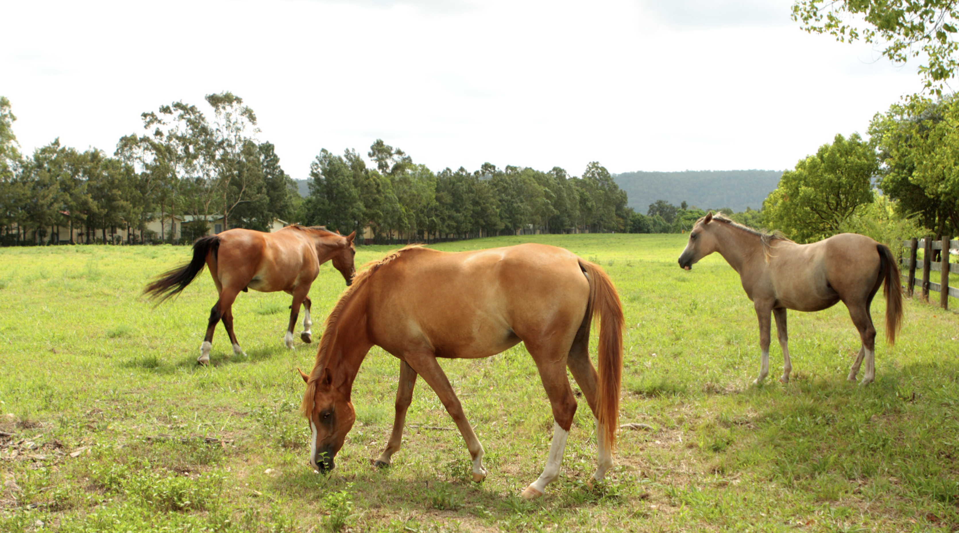 Screen Shot 2024-08-02 at 2.53.53 PM