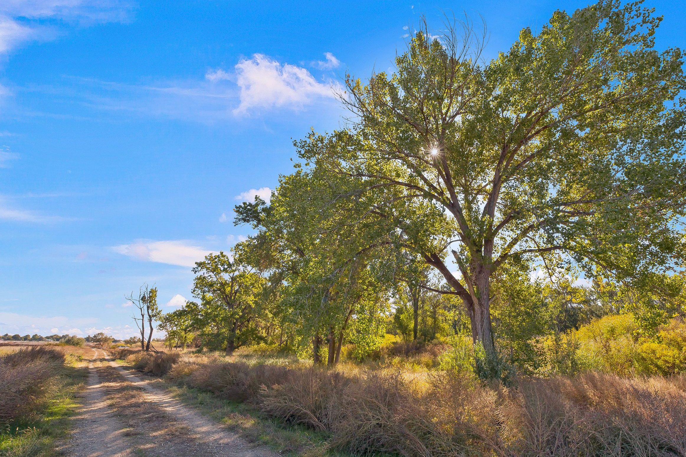 Kingfisher trail in Nampa, Idaho. Dirt walking path shaded by trees near Lake Lowell