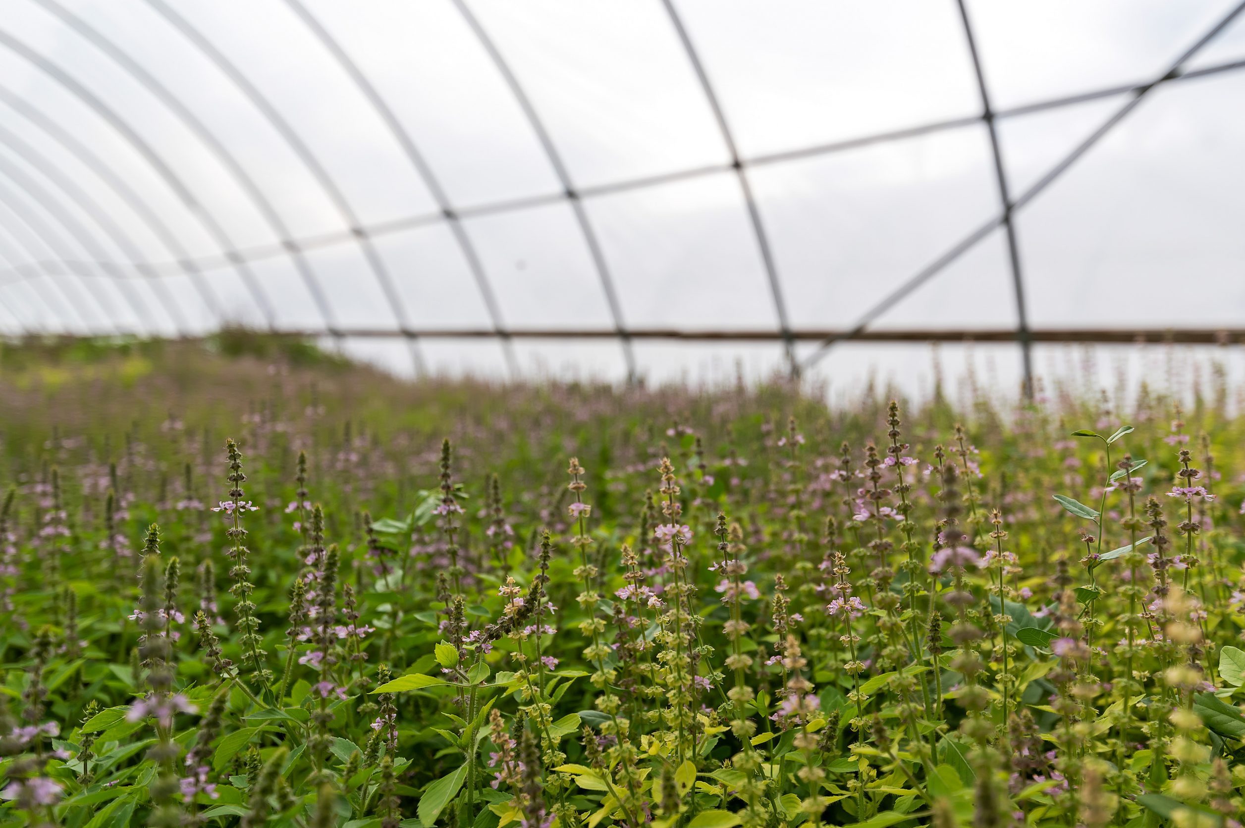 Close up detail shot of lavender plants growing in a greenhouse at Purple Sage Farms in Middleton
