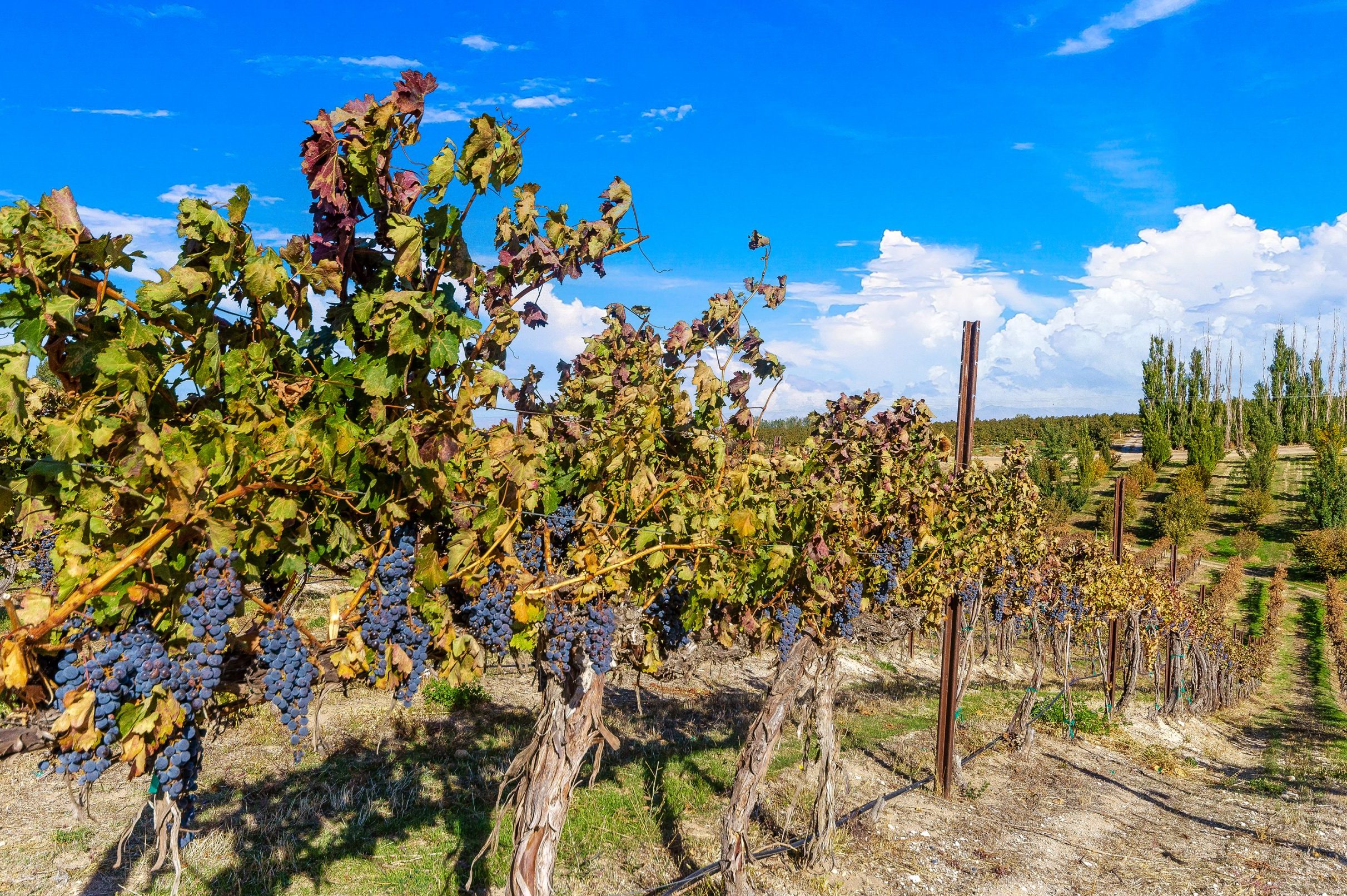 Close up of ripe grape vines at Bitner Vineyards in Caldwell, Idaho with blue sky in background