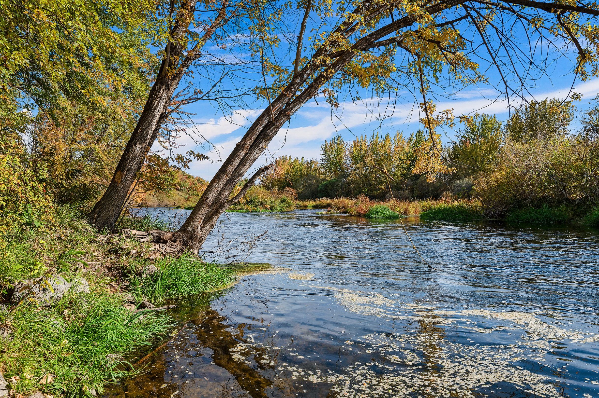 Tree hanging over the banks of the Boise River in Middleton