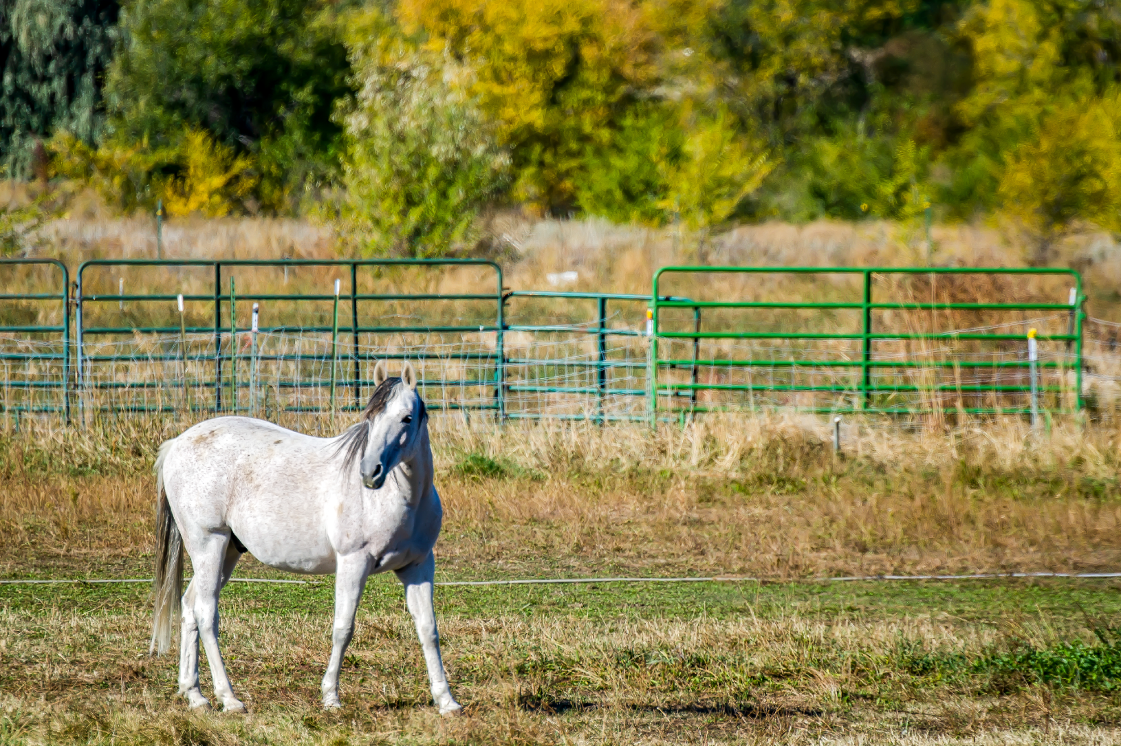 White horse standing in open pen with fence and natural foliage behind