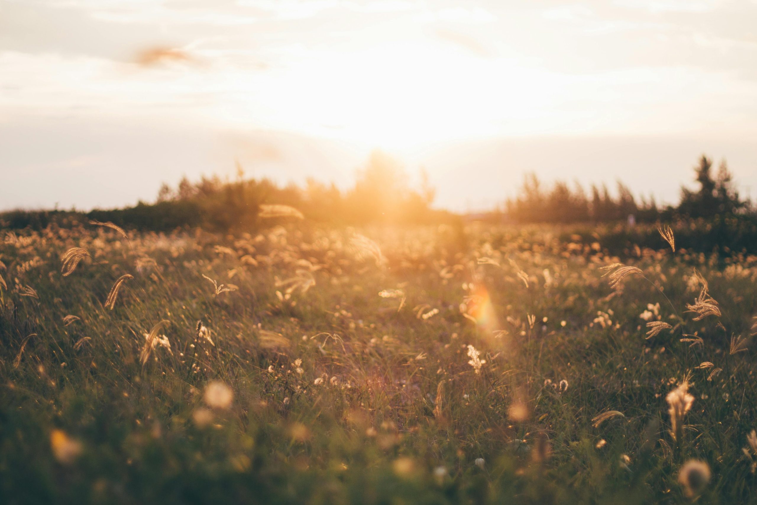 field