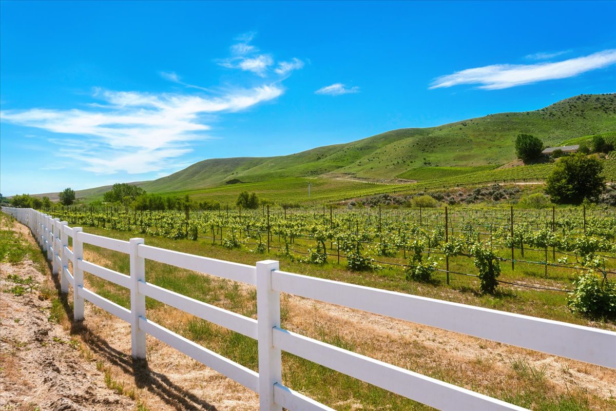 008-3 Horse Ranch Vineyard (6)