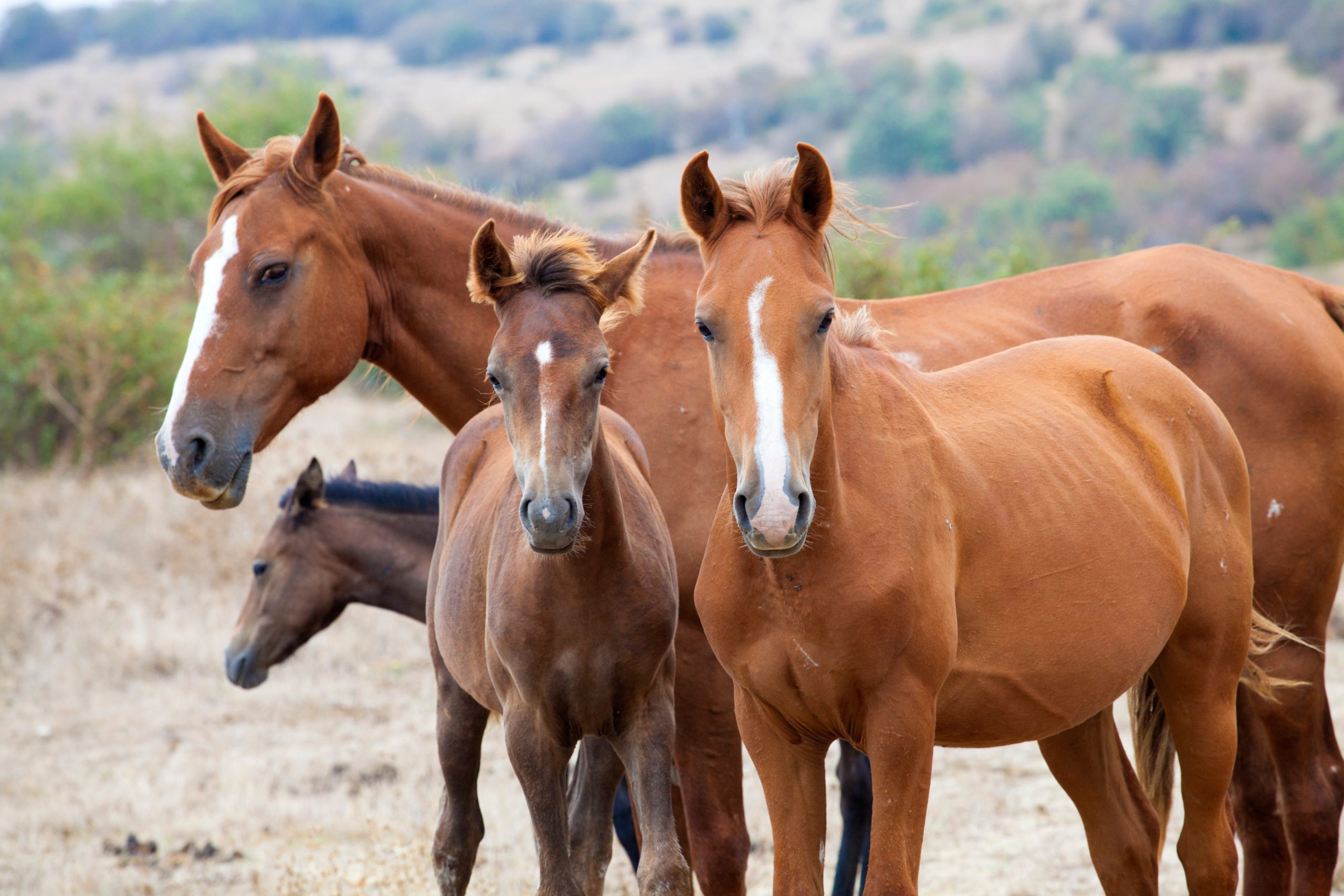 Wild horse family