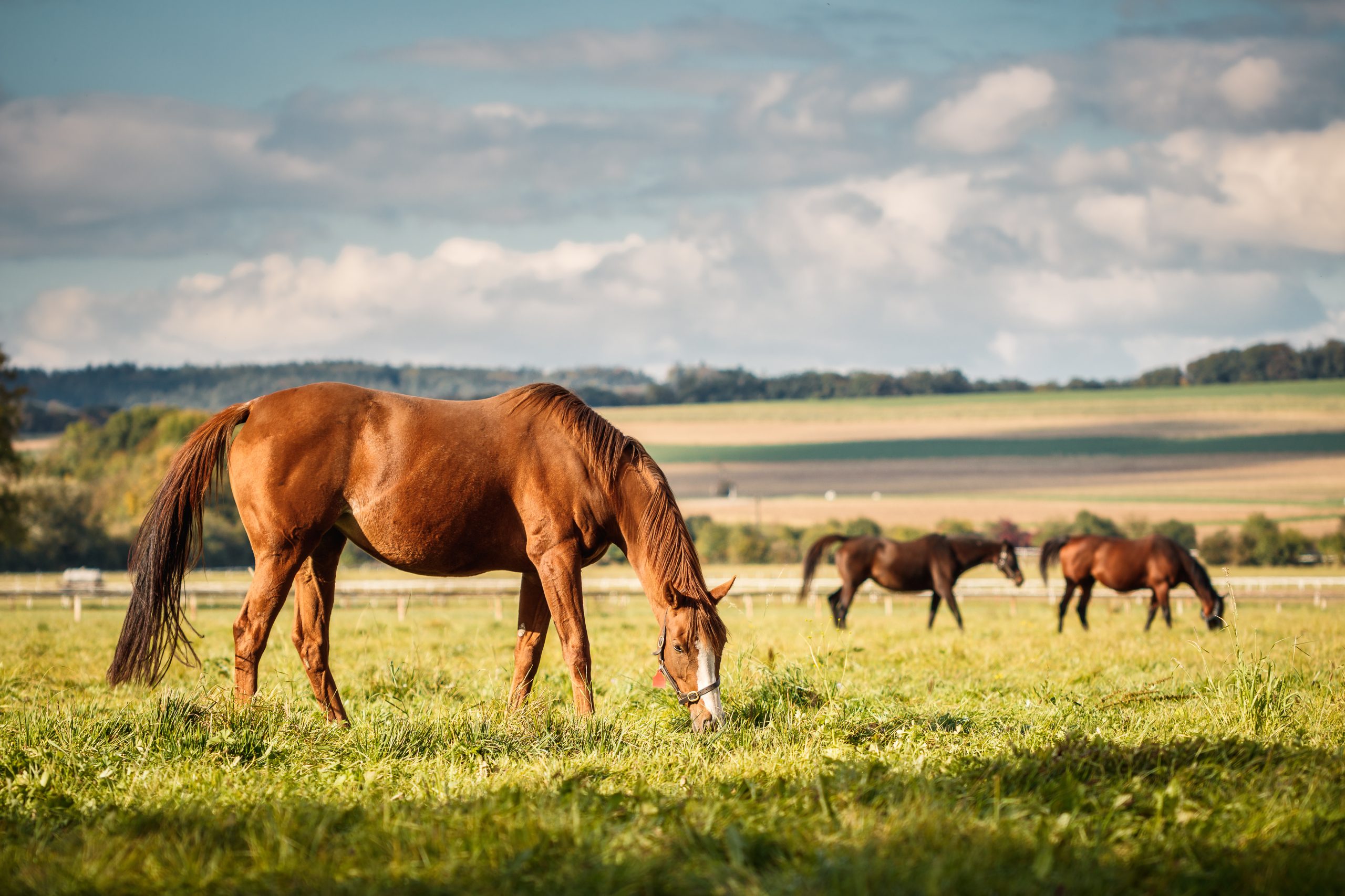 Herd of horses grazing grass on pasture. Animal farm. Red thoroughbred horse